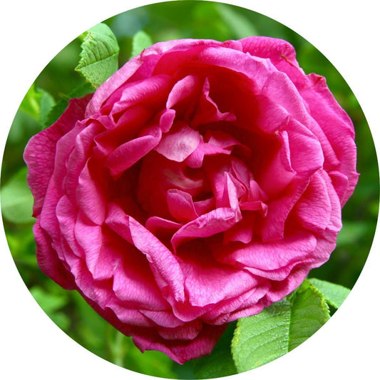 Rose - Absolute