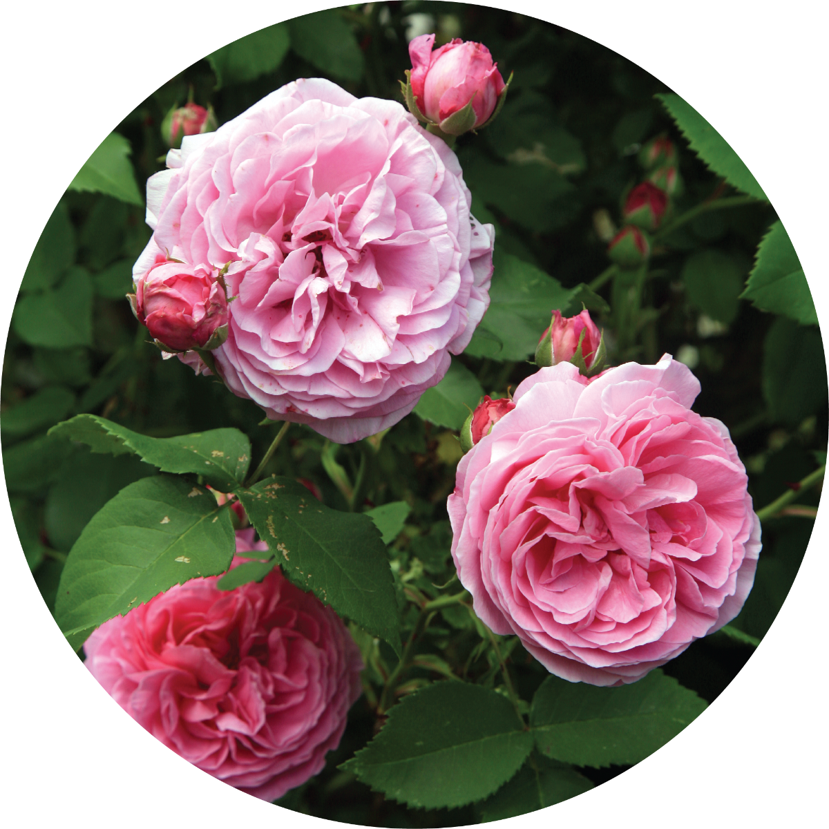 Rose Bourbon - Absolute