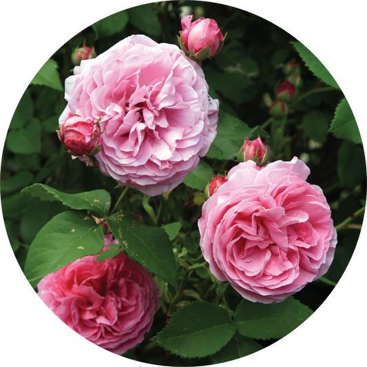 Rose Bourbon - Absolute