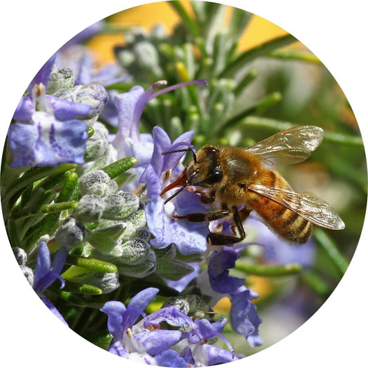Rosemary Verbenone - Essential Oil