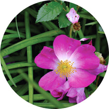 Load image into Gallery viewer, Roses over Vetiver Essential Oil