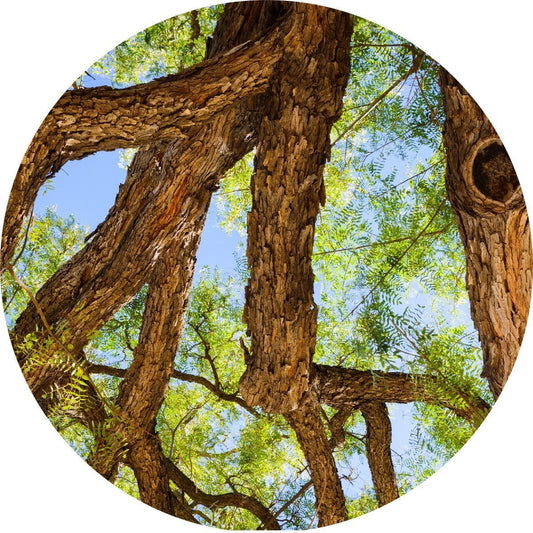 Rosewood - Essential Oil
