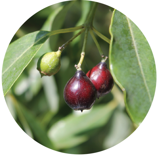 Sandalwood Nut - Carrier Oil