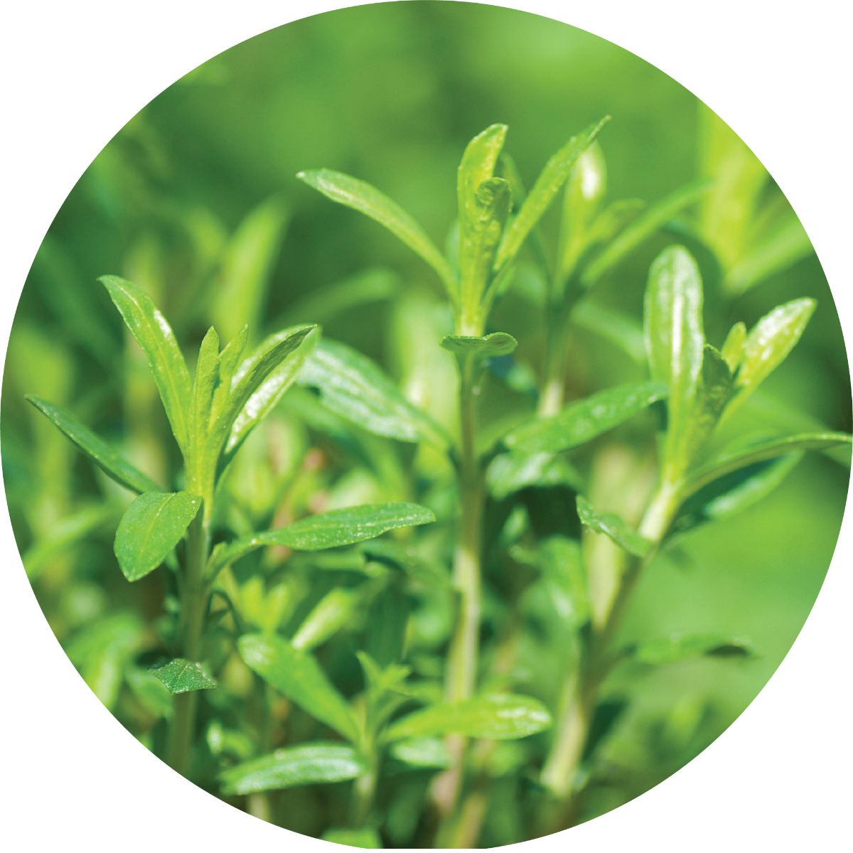 Savory - Essential Oil