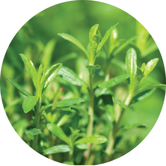 Savory - Essential Oil