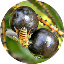 Load image into Gallery viewer, Saw Palmetto Berry Essential Oil