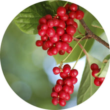 Load image into Gallery viewer, Schizandra Berry Essential Oil