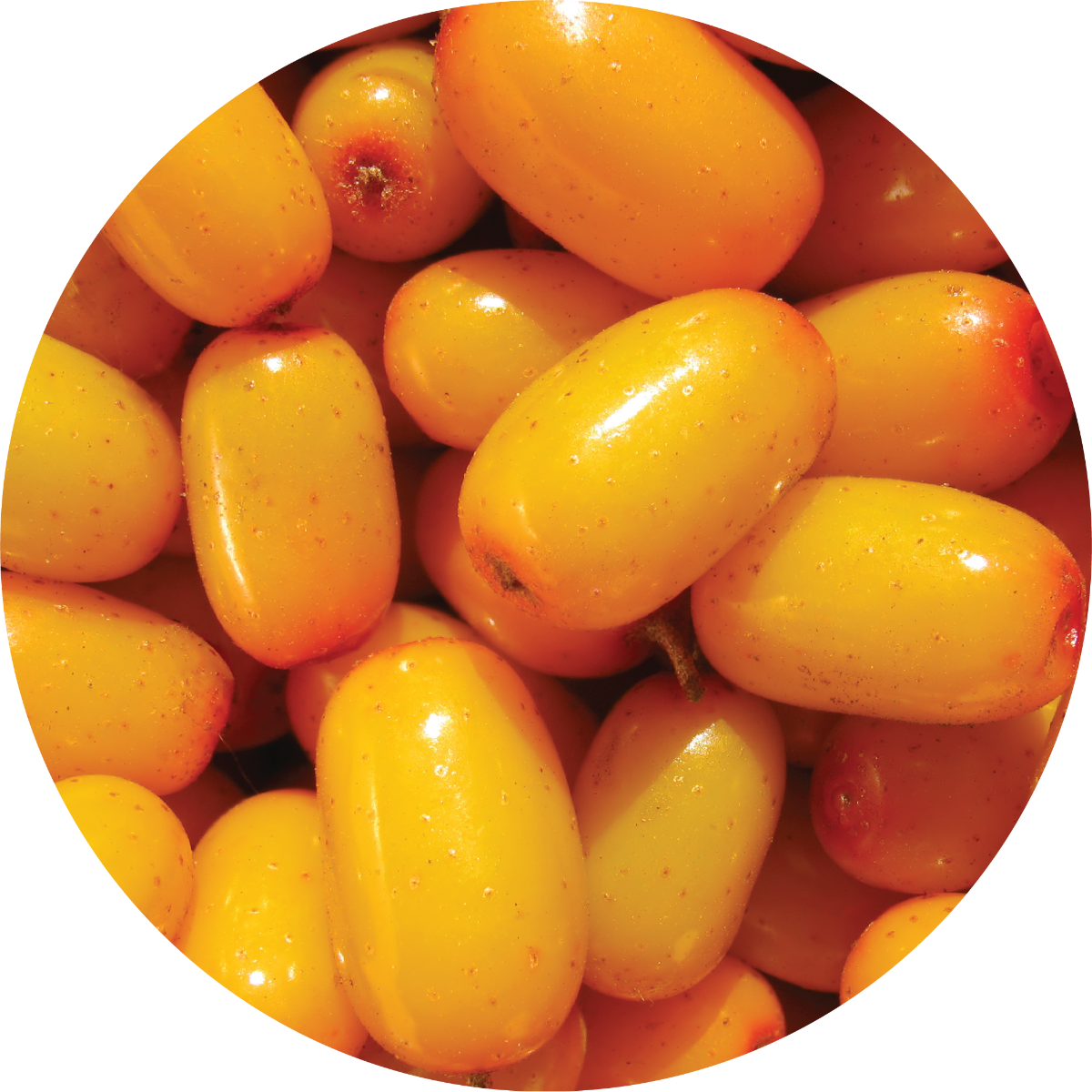 Seabuckthorn Berry - Essential Oil