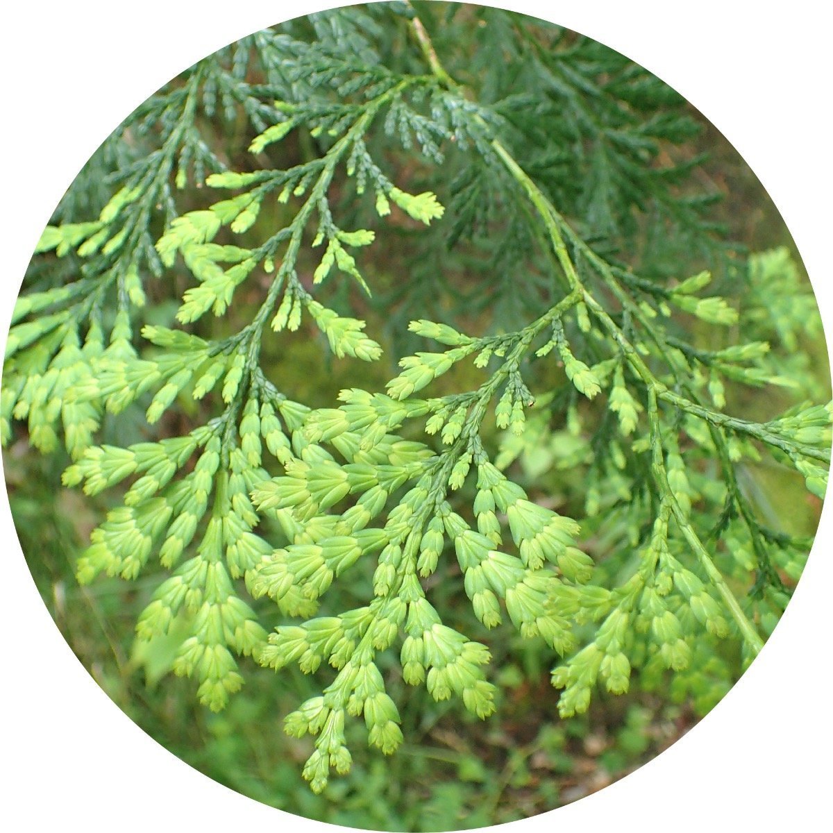 Siam Wood - Essential Oil