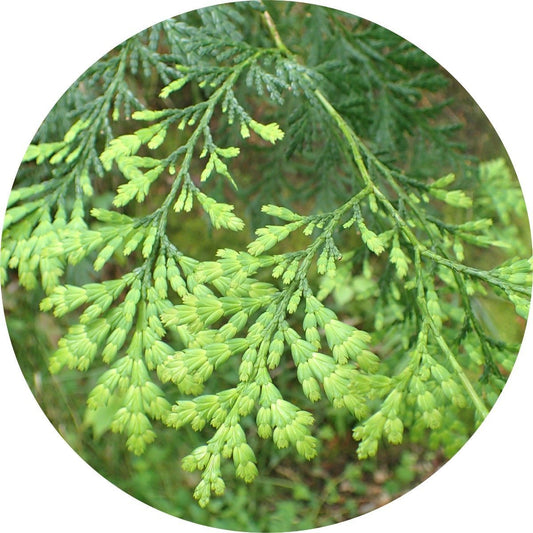 Siam Wood - Essential Oil