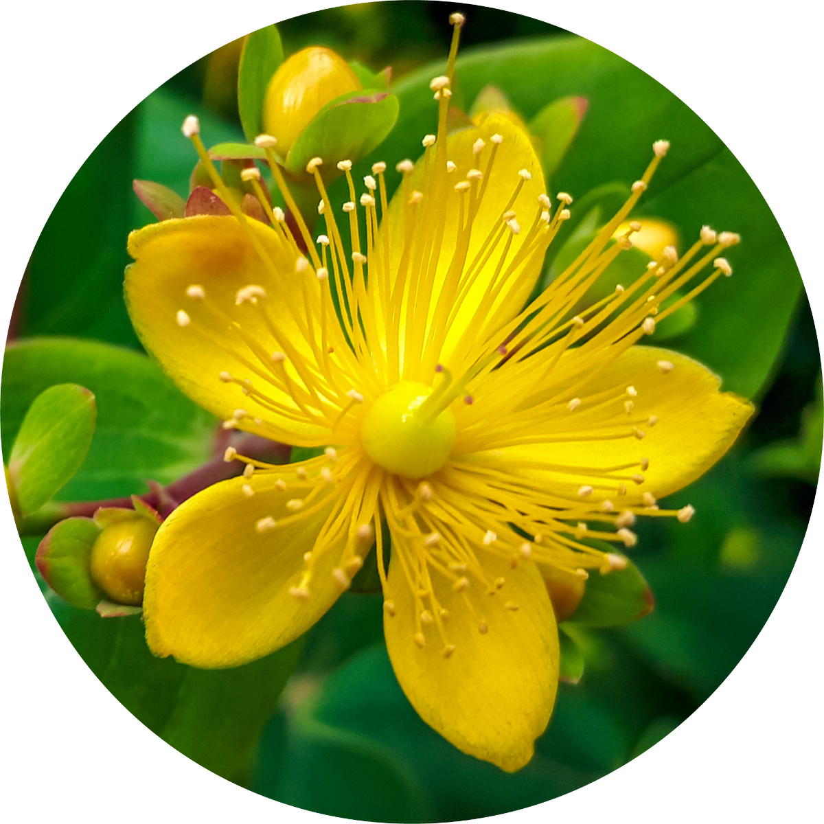Saint Johnswort - Essential Oil
