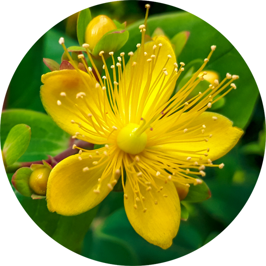 Saint Johnswort - Essential Oil