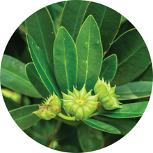 Load image into Gallery viewer, Star Anise Essential Oil