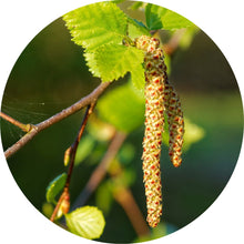 Load image into Gallery viewer, Sweet Birch Essential Oil