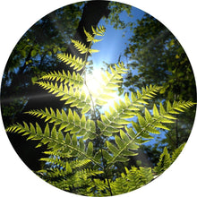 Load image into Gallery viewer, Sweet Fern Essential Oil