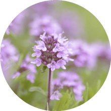 Load image into Gallery viewer, Thyme, Sweet Essential Oil