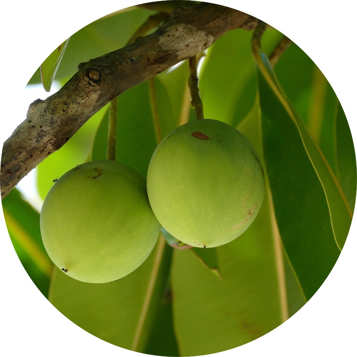Tamanu - Carrier Oil