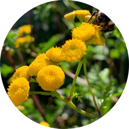 Tansy, Blue - Essential Oil