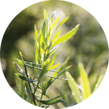Load image into Gallery viewer, Tarragon Essential Oil