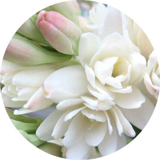 Tuberose - Absolute