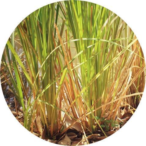Vetiver, Vintage - Essential Oil