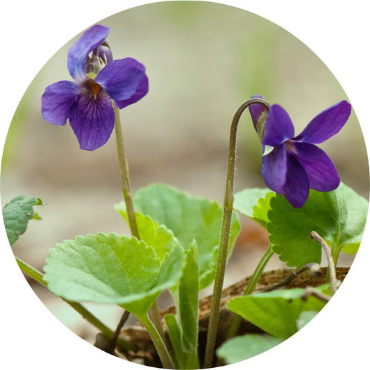 Violet Leaf - Absolute
