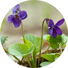 Load image into Gallery viewer, Violet Leaf Absolute