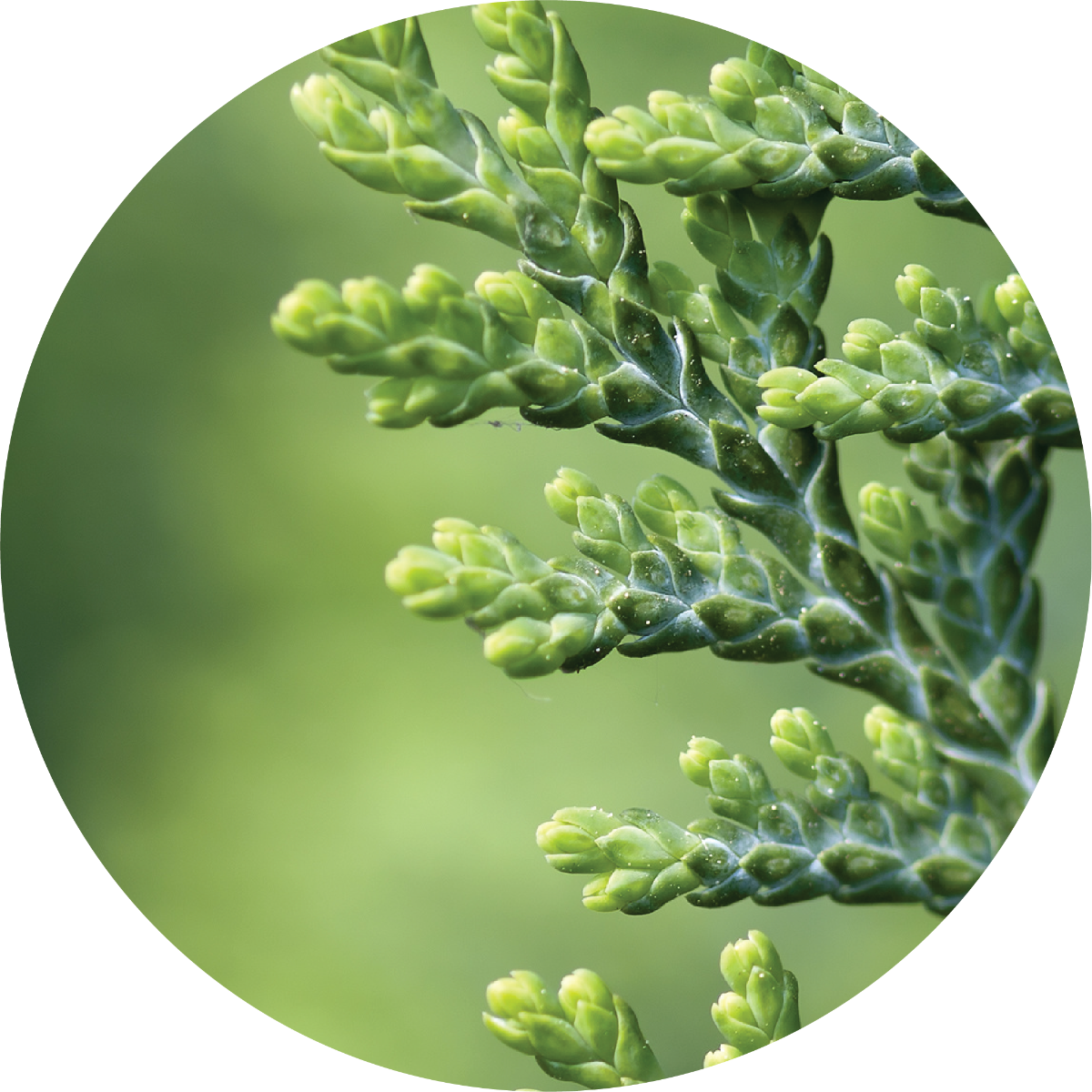 Cedar, White - Absolute