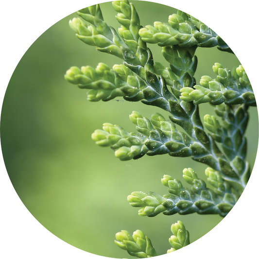 Cedar, White - Absolute
