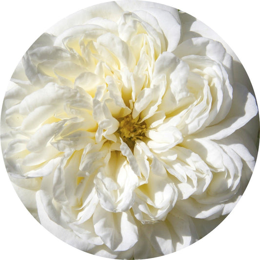 Rose, White - Absolute