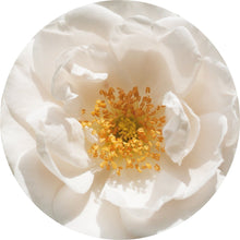 Load image into Gallery viewer, Rose Otto, White Essential Oil