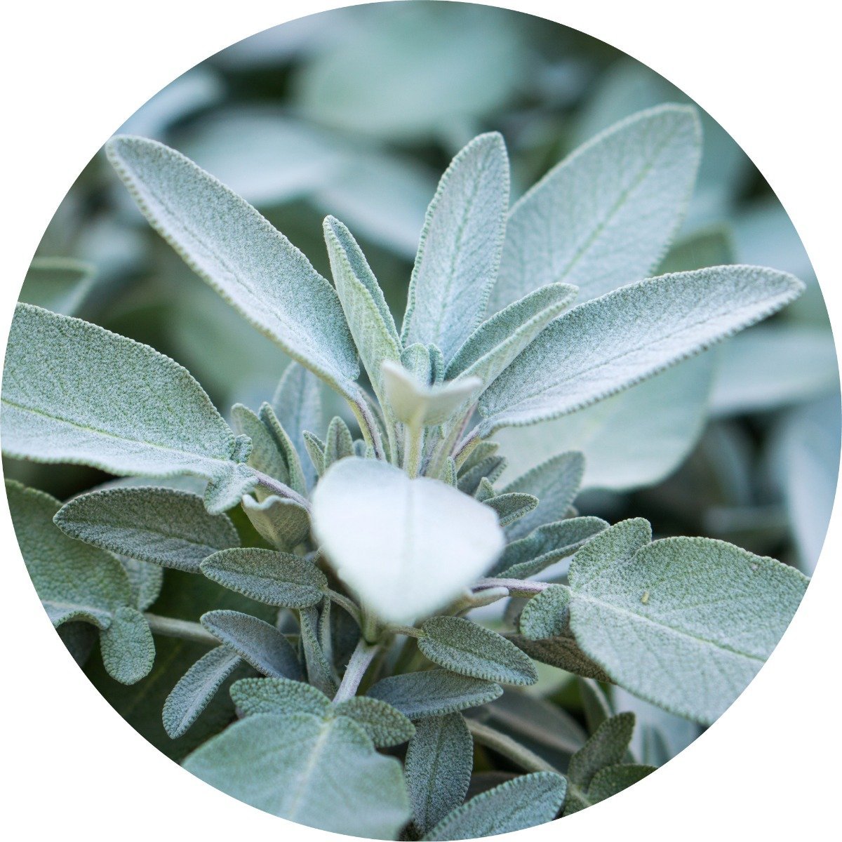 Sage, White - Essential Oil