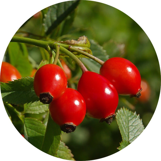 Wild Rosehips - Carrier Oil