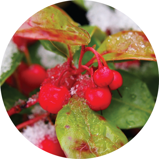 Wintergreen - Essential Oil