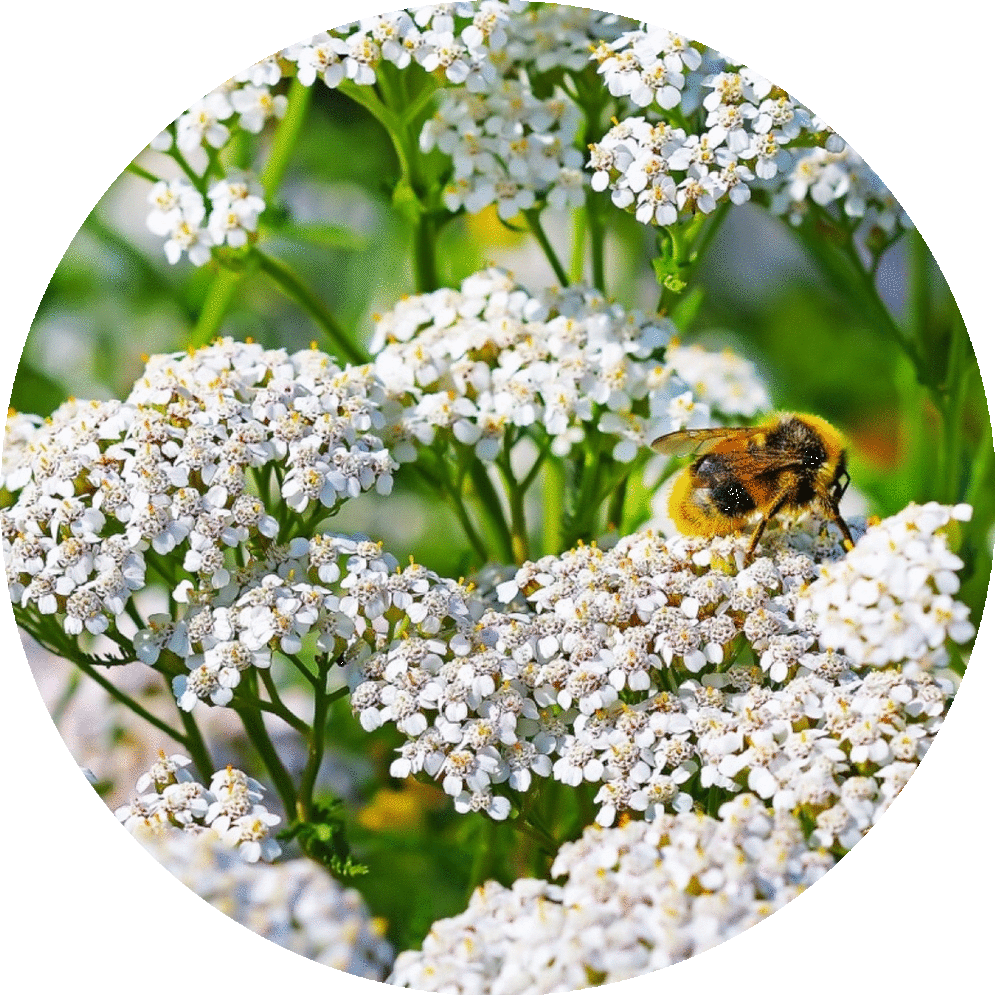 Yarrow - Essential Oil
