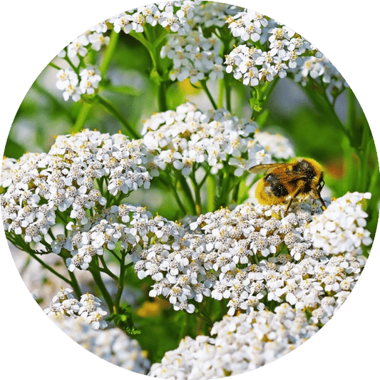 Yarrow - Essential Oil