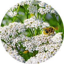 Load image into Gallery viewer, Yarrow Essential Oil