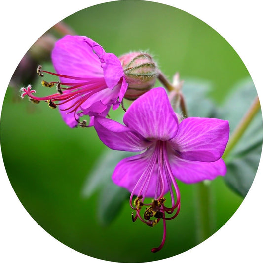 Zdravetz - Essential Oil