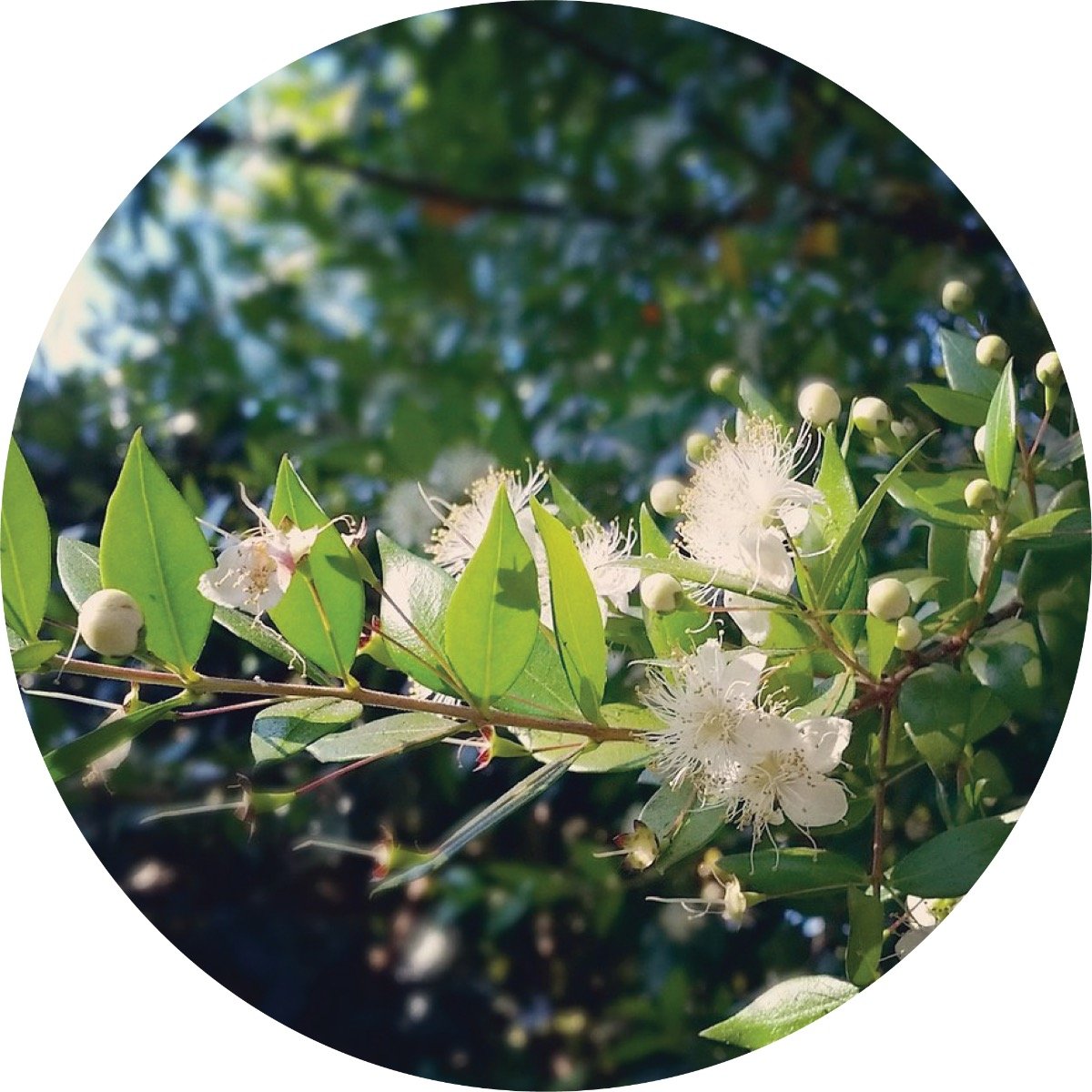 Zest Myrtle Essential Oil – Living Libations INT
